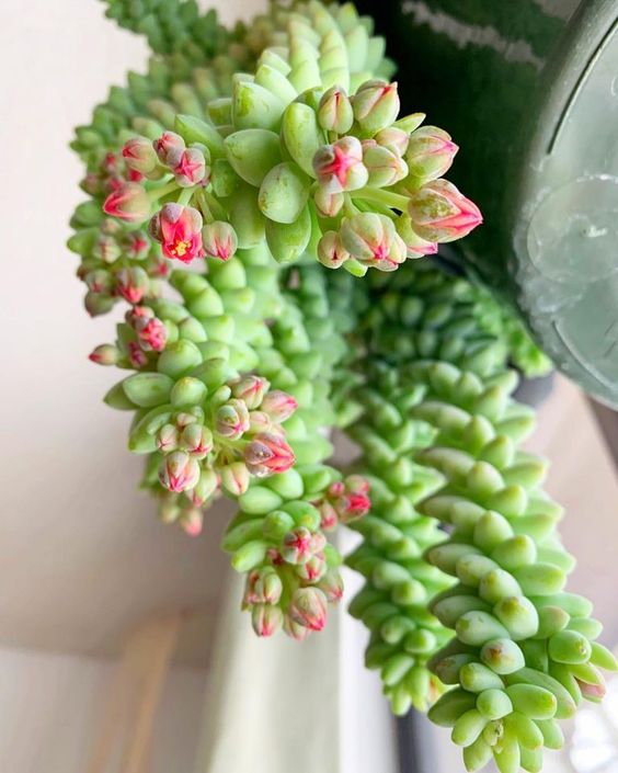 室内耐阴多肉植物推荐,多肉植物耐阴吗