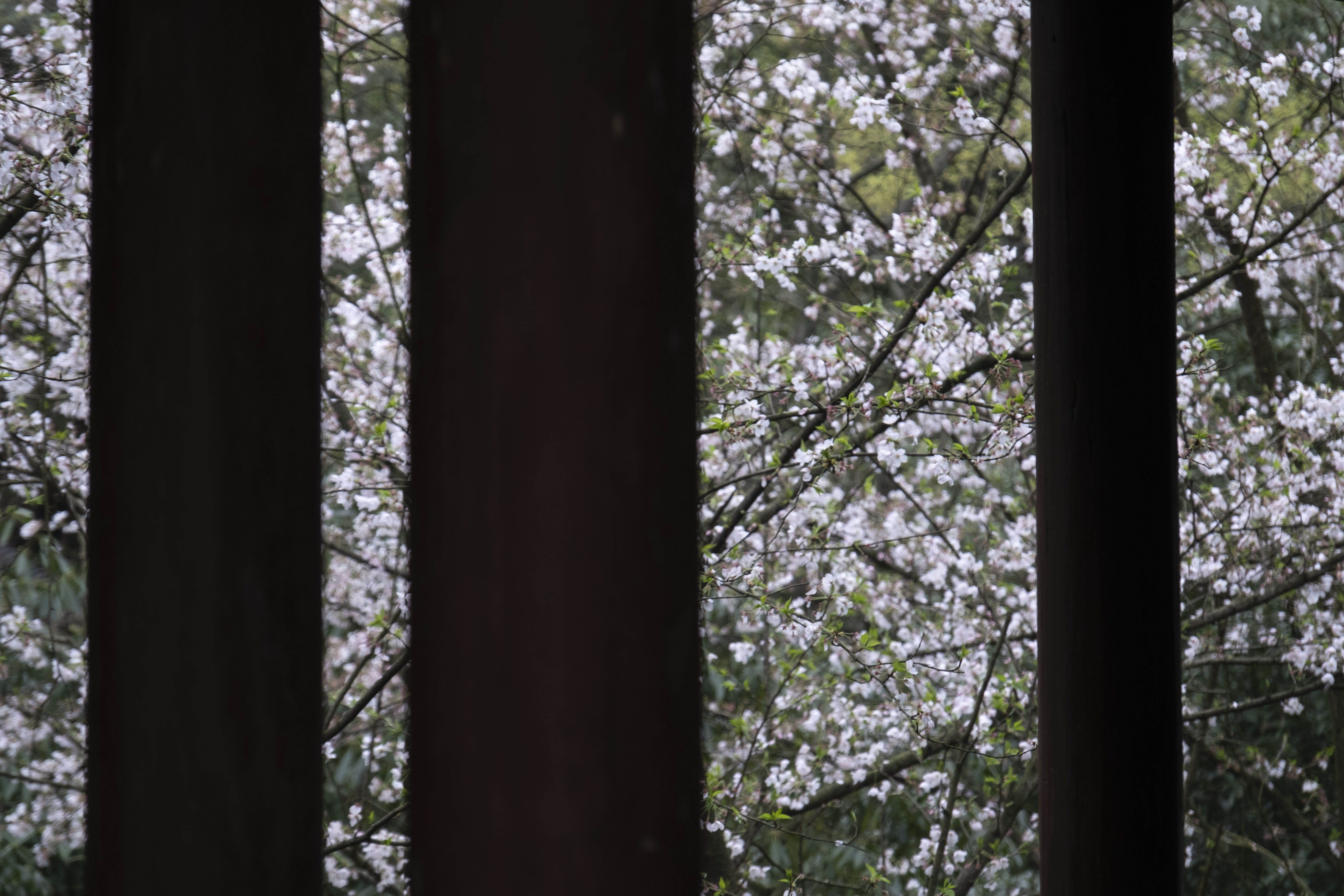 西湖龙井春茶季,龙井茶西湖明前春茶