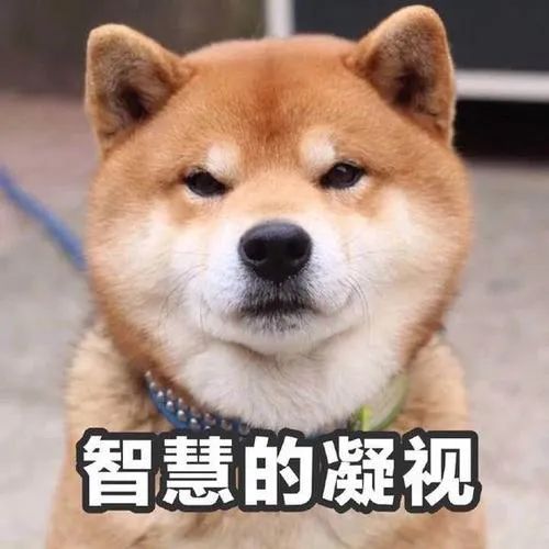 狗狗是色盲吗,狗狗是色盲还是色弱