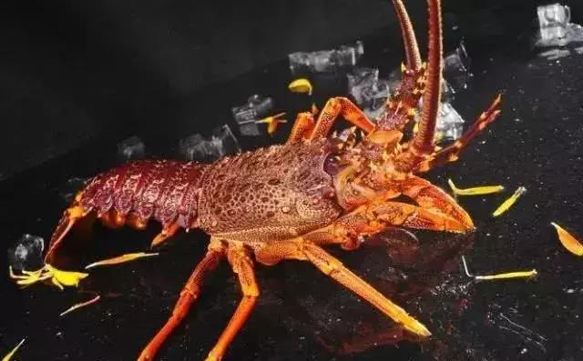 全世界最贵的海鲜排行榜,世界上最贵的海鲜十大排名