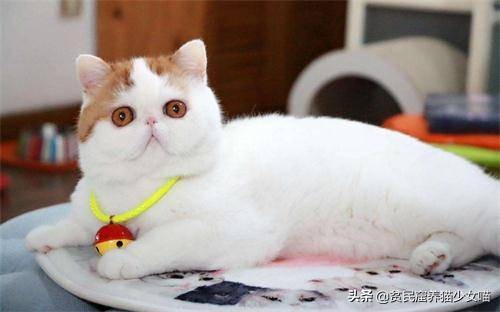 猫咪在线辟谣,辟谣猫咪蒜瓣毛