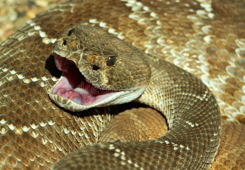花狼因为是狼，即便它承担再多的狗的责任，村民还是把它当狼