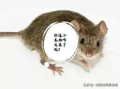 农村生活有几个人能懂,农村你了解多少