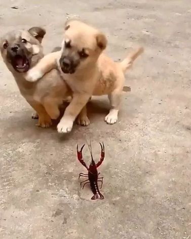 笑话怎么解释,笑话真相原来是这样