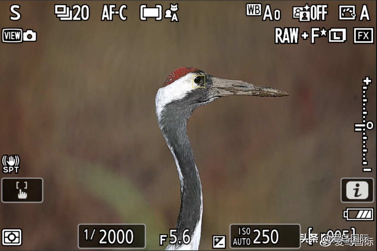 尼康z9有希望更新人像模式吗,尼康z9为什么合适打鸟