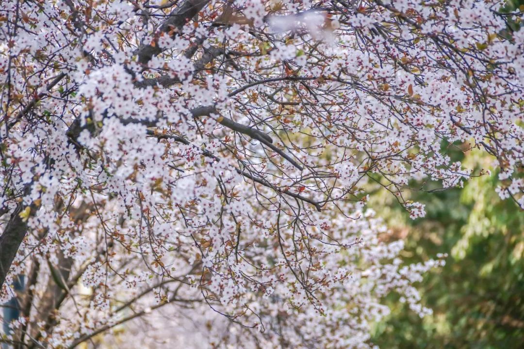 西南民大值得去读吗,西南民大是什么级别