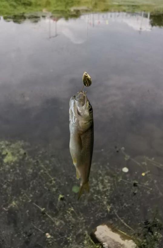 路亚解锁北京-20的大马口，怀九河，菜食河，白河的