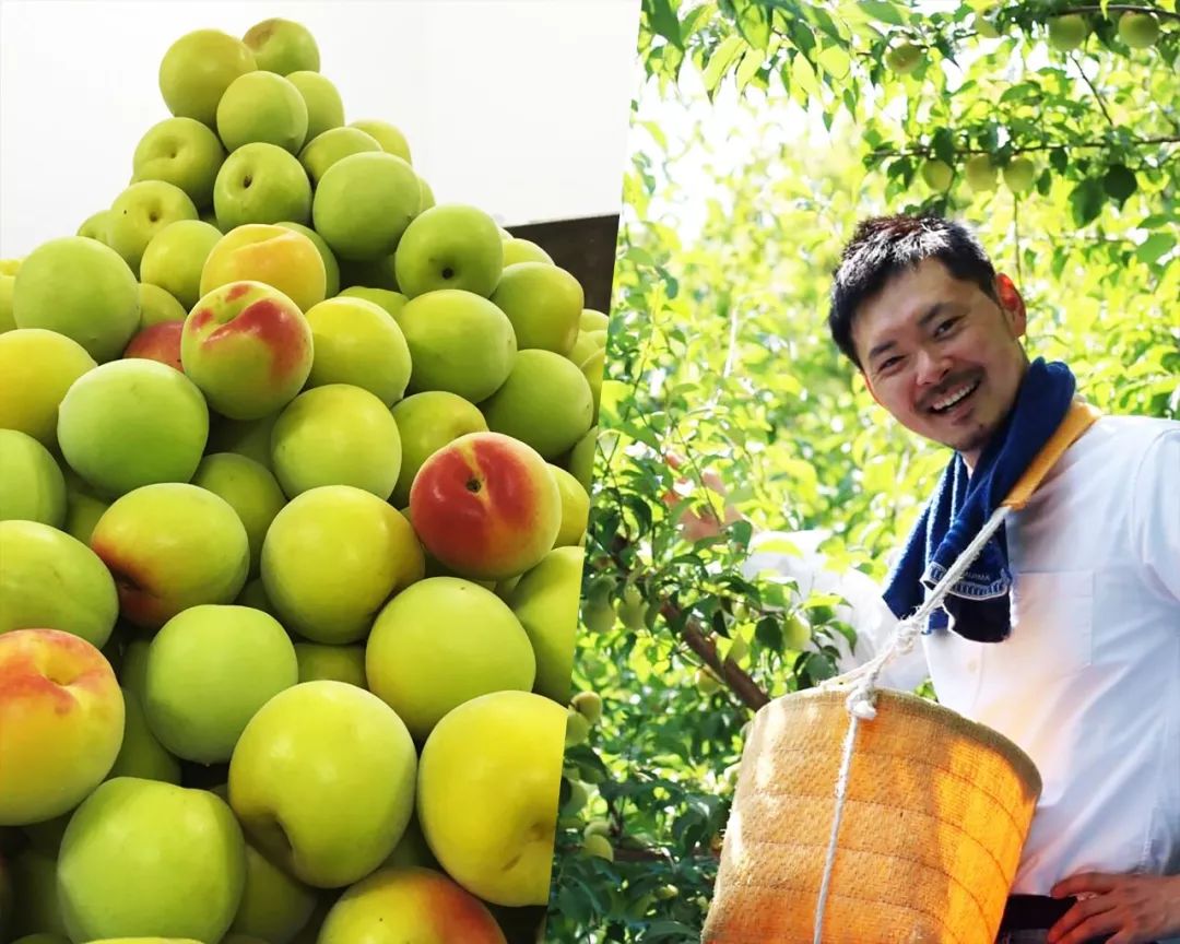 日本这个村种梅子每户年收16万，还种出了“世界文化遗产”