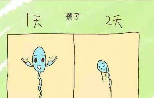 没有告捷遇上卵子的那些精子都到哪里去了？看完你就涨知识了
