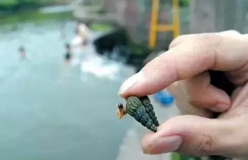 为什么烟台海边出现那么多海鲜,烟台的海为什么冒出那么多海鲜
