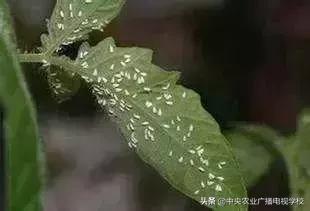 蔬菜地下害虫的最佳防治方法,防治蔬菜害虫用小苏打和白醋怎样