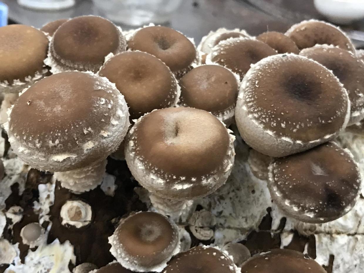 在家养能够吃的蘑菇,喜欢吃蘑菇和西兰花