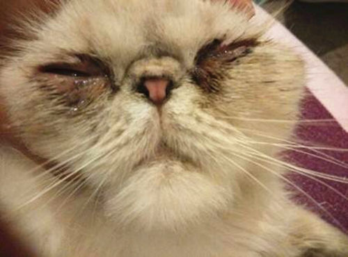 猫眼睛红肿流眼泪是怎么回事,猫眼睛红肿流眼泪发炎打喷嚏