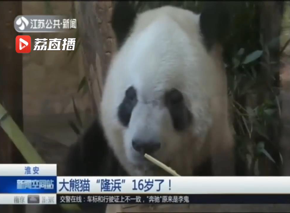 大熊猫生日快乐,淮安动物园大熊猫名字