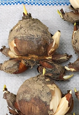 马蹄莲合适在客厅养殖吗,马蹄莲的介绍和养殖推荐