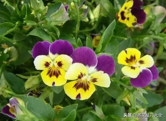 常见小区绿化100种植物图片,常见的水生植物有哪些种