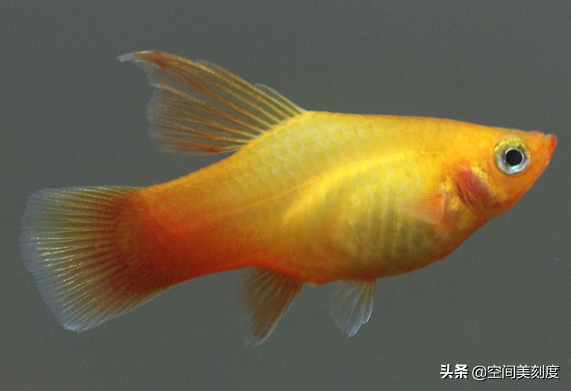 30种常见热带观赏鱼图片大全,十大你肯定没养过的热带观赏鱼