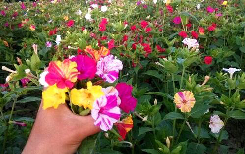 哪种花的种子最好养,什么花种子好养又长得快