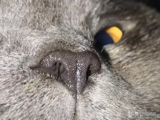 每天15分钟，医生手把手教你做17项猫咪全身检查