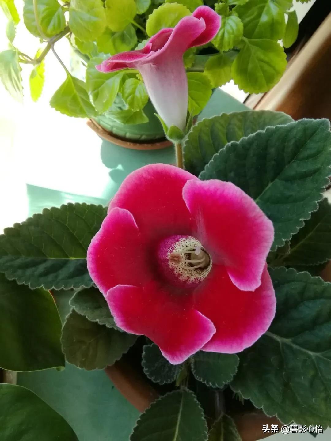 微生物菌剂能够给芙蓉花追肥吗,芙蓉花败了怎么追肥