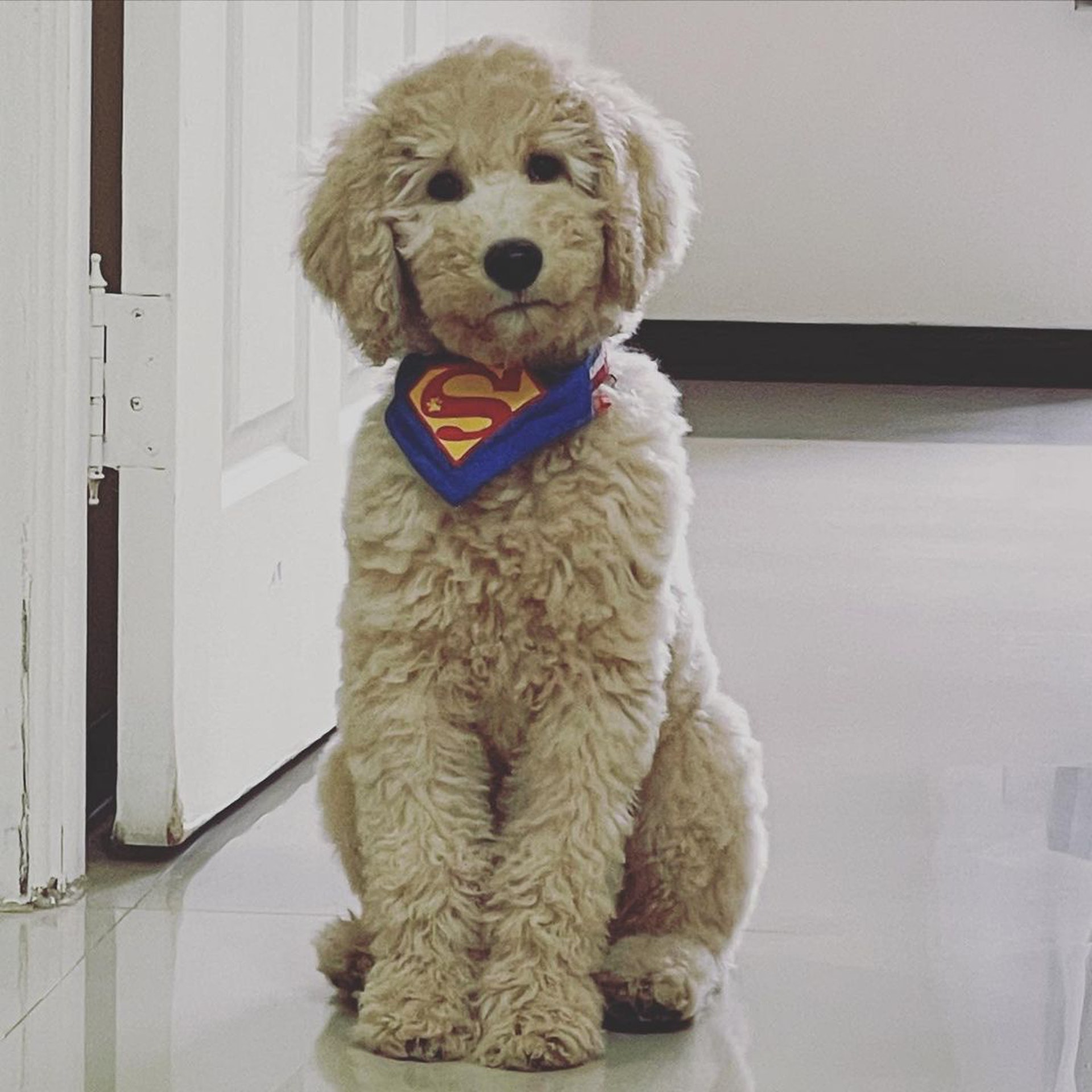 巨型贵宾犬发狂,巨型贵宾犬在家乱叫