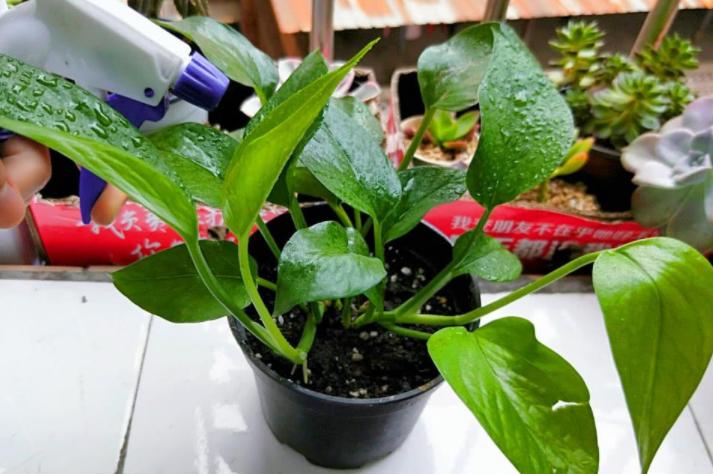 绿萝叶子黄了能够加阿斯匹林吗,绿萝黄叶用阿司匹林能够吗