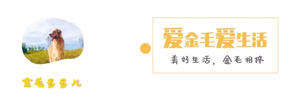 狗狗眼睛生病的六大征兆,要警惕狗狗哪些突发疾病