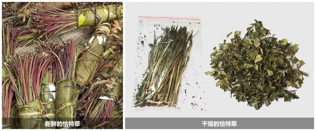 禁毒知识毒品的危害答案,禁毒科普要小心这些套路都有毒