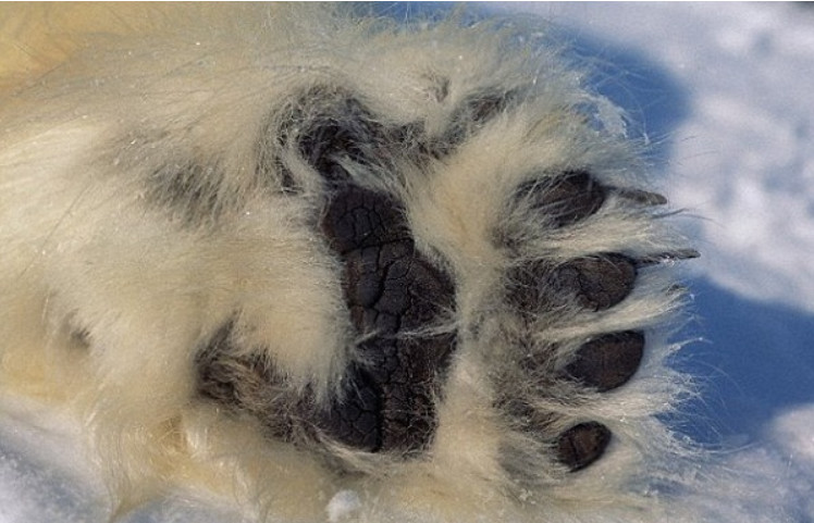 脚臭一定有狐臭么,脚臭能臭到什么程度