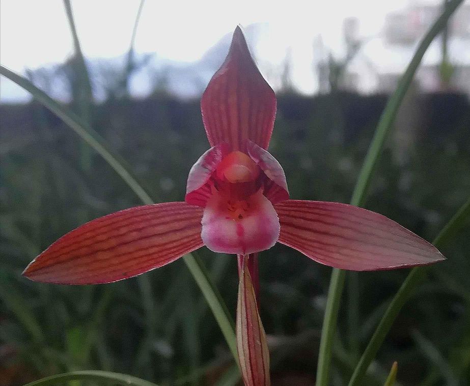 云南红河红兰花,云南红河精品兰花