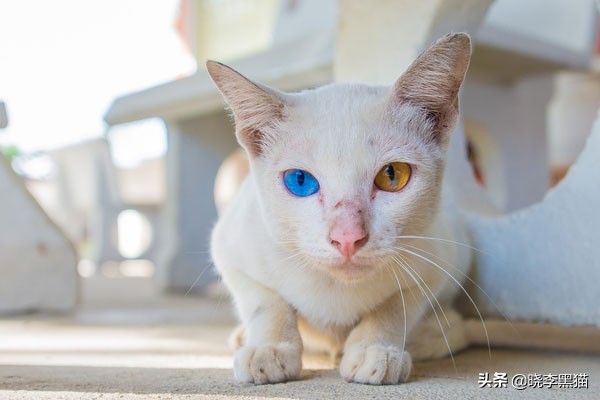猫咪如何有大眼睛,猫咪为什么有大眼睛和小眼睛