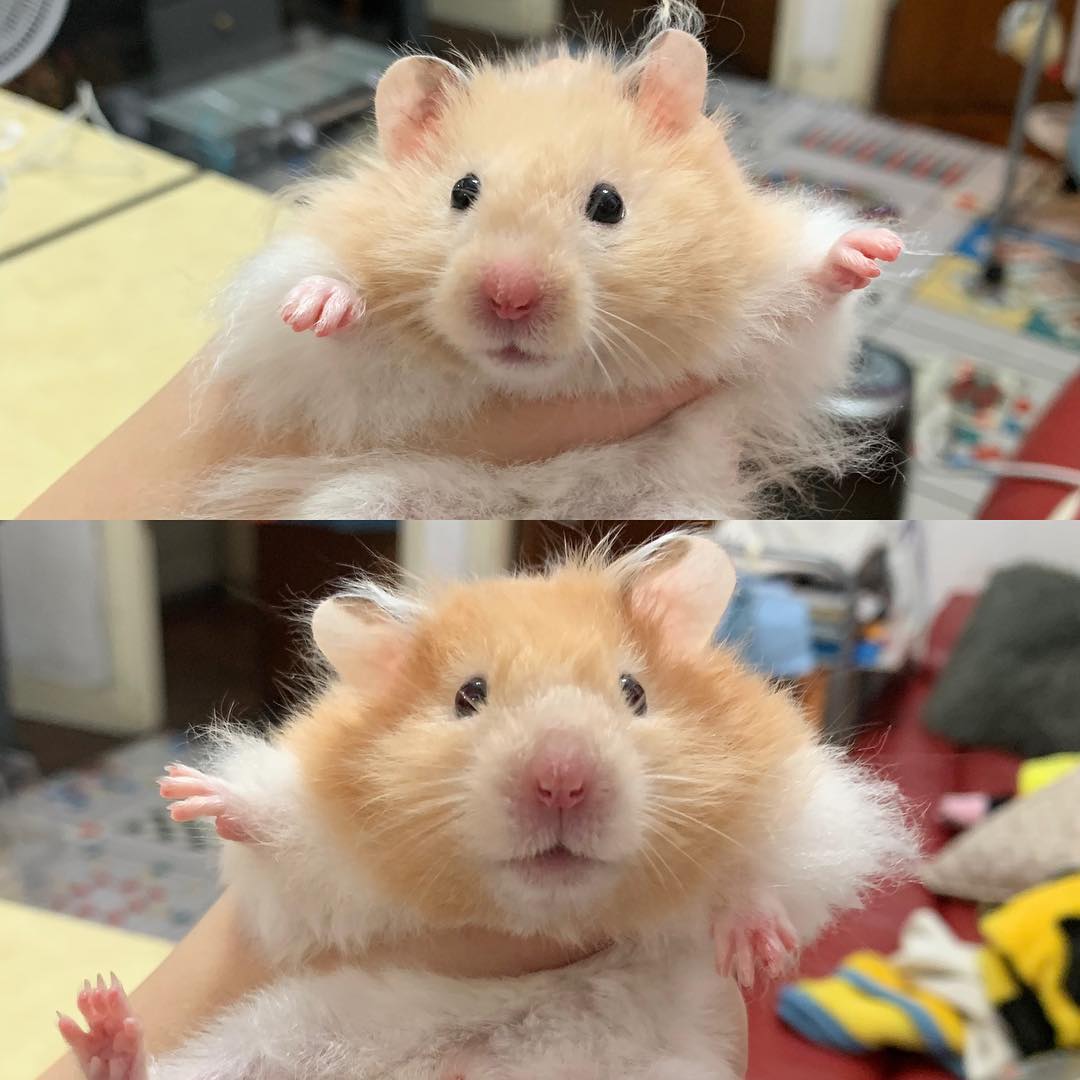 科学饲养仓鼠如何学会定点上厕所,仓鼠如何才能跟仓鼠亲近玩耍