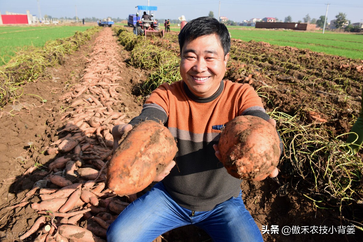 红薯种植高产技术怎样管理,红薯如何管理才能高产