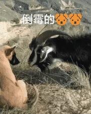 每天笑个不停,每天笑个不停怎么办