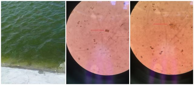 藻类旺盛水色是什么样,通过池塘水色确定藻类植物