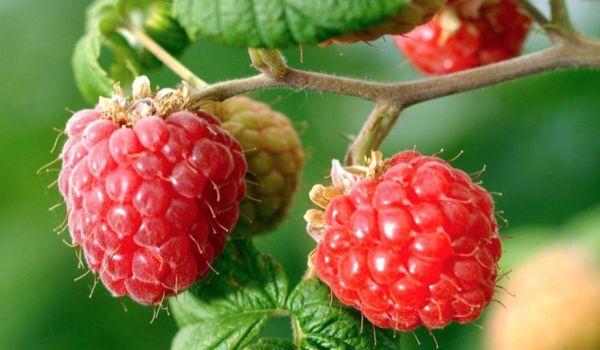 酵素是干嘛的为什么要喝酵素,酵素分类