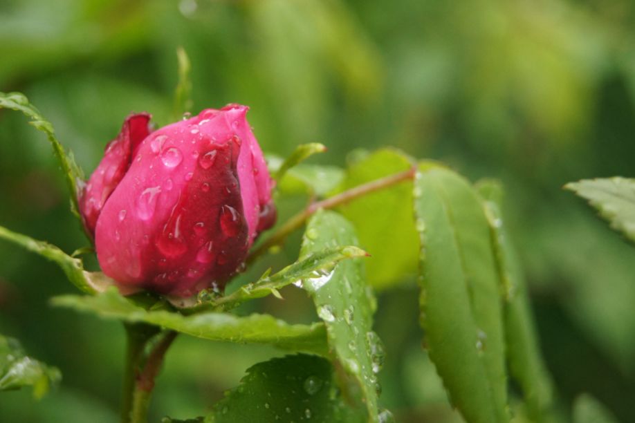 诗词中的春雨,关于春雨的唯美意境诗句