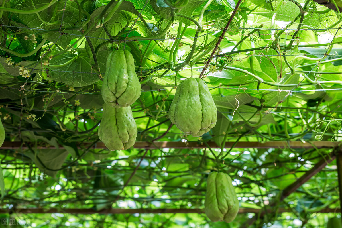 佛手瓜种植方法视频播放,佛手瓜是什么科植物