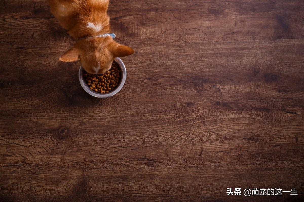 狗狗不能够吃的水果有哪些,什么水果不能够给狗狗吃