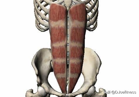 轻轻松松练成肌肉马甲线,每日健身马甲线训练