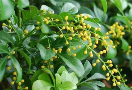 米兰合适在家养殖吗,米兰冬季养殖方法