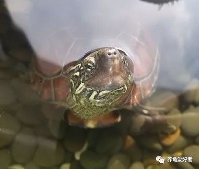 龟喜欢呆在什么样的环境里,白色环境和黑色环境养出来的龟