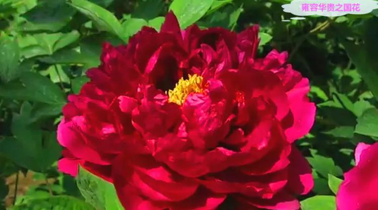 雍容华贵的国之牡丹惊艳了世界,美丽富贵的国花洛阳牡丹