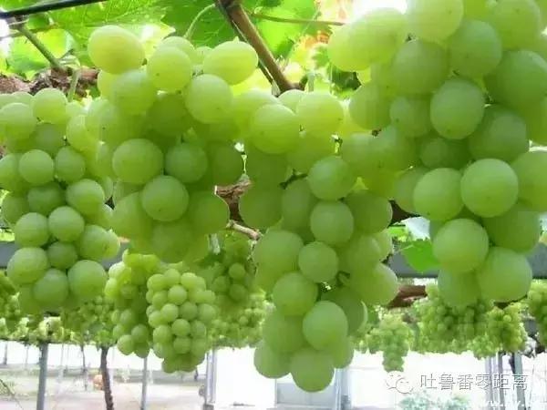 *疆新**瓜果地图？开吃