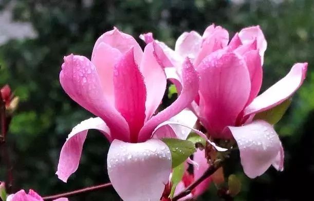 木兰花冬季养护,木兰花平时养护