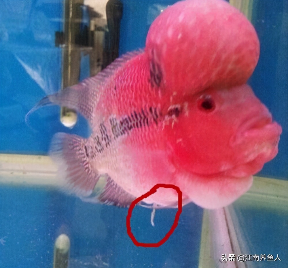观赏鱼最常见的8种鱼病,大型观赏鱼土霉素治疗鱼病用法