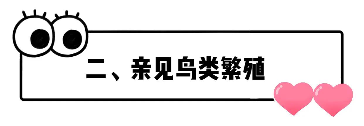 长隆飞鸟乐园拍鸟攻略,广州长隆飞鸟乐园能够摸哪些鸟