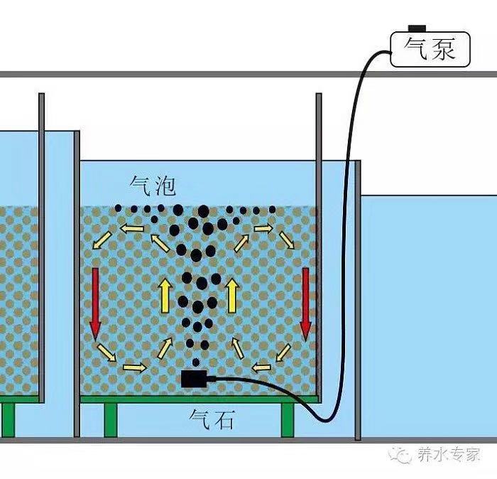 鱼缸养锦鲤鱼的方法和技巧,鱼缸新手养锦鲤鱼的正确方法