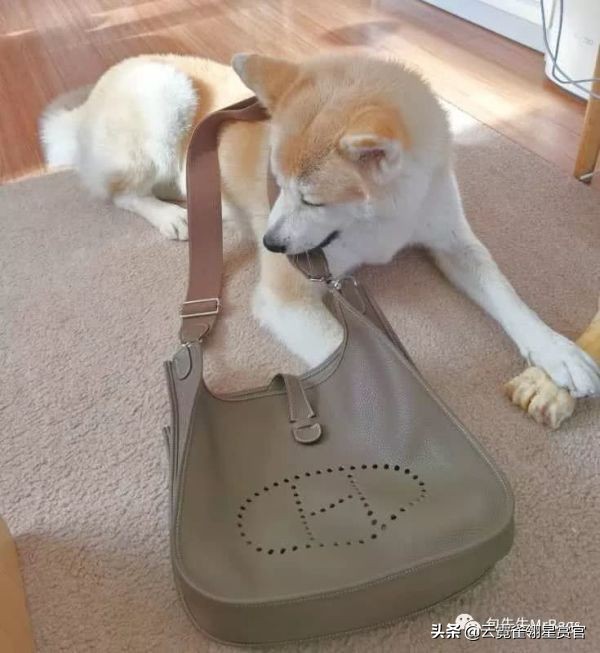 大家的包包和宠物，都太可爱了！