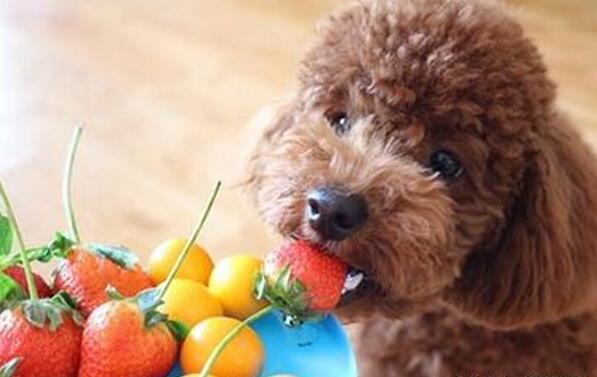 怎么养出健康的泰迪犬幼犬,泰迪小犬怎么养好看又简单